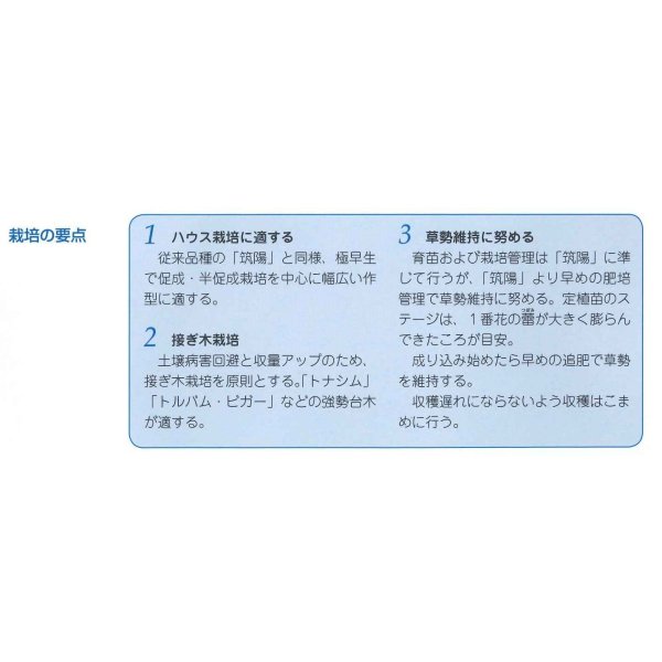 画像4: 送料無料 [なす] PC筑陽 100粒 タキイ種苗(株) (4)