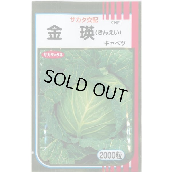 画像1: 送料無料 [キャベツ] 金瑛 2000粒 （株）サカタのタネ (1)