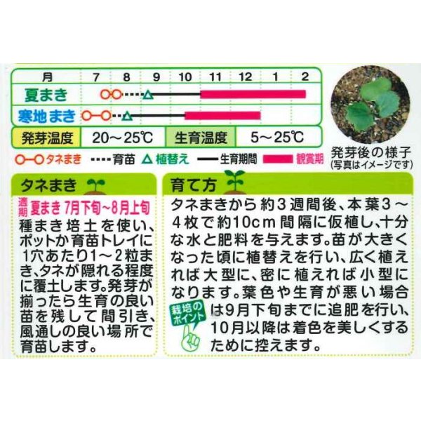 画像2: 花の種 葉牡丹 丸葉系 フレッシュミックス タキイ種苗(株)NL200 (2)