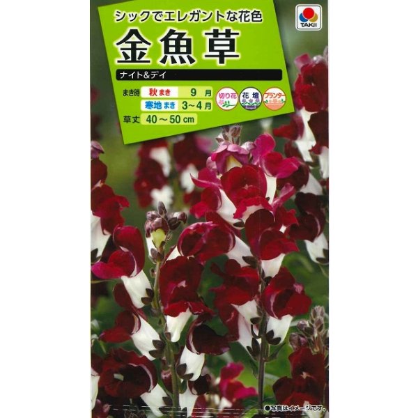 画像1: 送料無料　花の種　金魚草　ナイト＆デイ　タキイ種苗(株)NL200 (1)