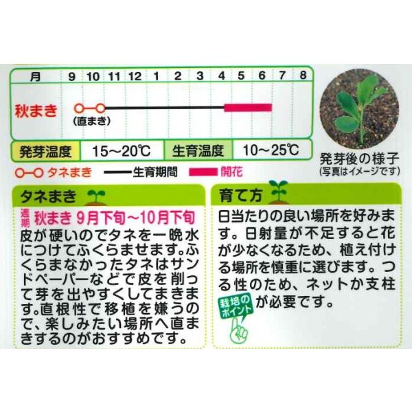 画像2: 送料無料　花の種　スイートピー　ロイヤル混合　タキイ種苗(株)NL200 (2)