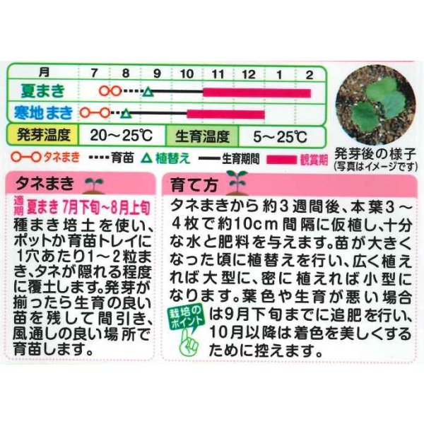 画像2: 送料無料　花の種　葉牡丹　F1つぐみ混合　タキイ種苗(株)NL300 (2)