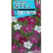 画像1: 花の種　なでしこ　河原混合　タキイ種苗（株） (1)