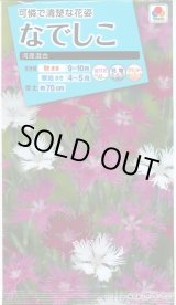 画像: 送料無料　花の種　なでしこ　河原混合　タキイ種苗(株)NL150