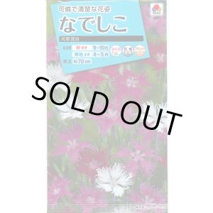 画像: 送料無料　花の種　なでしこ　河原混合　タキイ種苗(株)NL150