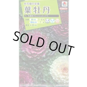 画像: 送料無料　花の種　葉牡丹　丸葉系　フレッシュミックス　タキイ種苗(株)