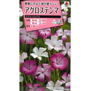 画像: 花の種　アグロステンマ　ラブリーミックス　タキイ種苗（株）