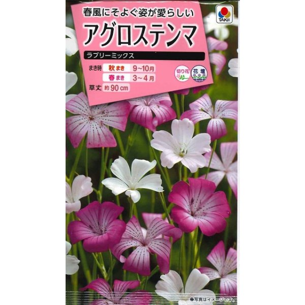 画像1: 送料無料　花の種　アグロステンマ　ラブリーミックス　タキイ種苗(株) (1)