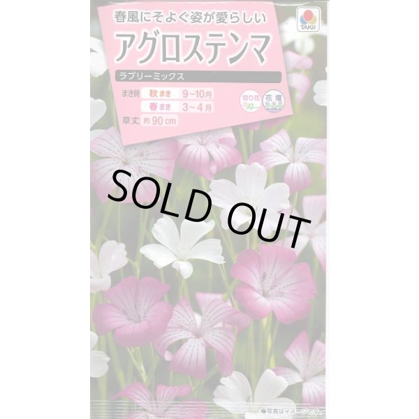 画像1: 送料無料　花の種　アグロステンマ　ラブリーミックス　タキイ種苗(株)NL300 (1)