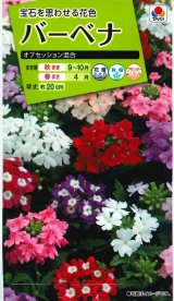 画像: 送料無料　花の種　バーベナ　オブセッション　タキイ種苗(株)NL200