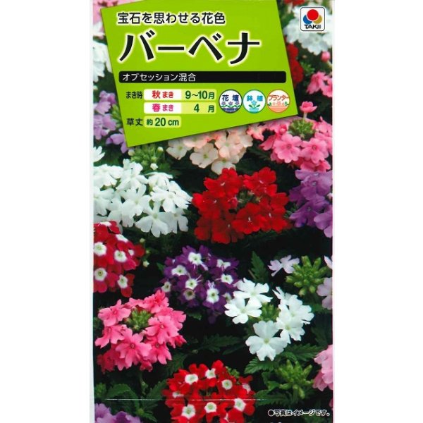 画像1: 送料無料　花の種　バーベナ　オブセッション　タキイ種苗(株)NL200 (1)