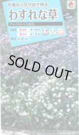 画像: 送料無料　花の種　わすれな草　アルペストリス混合　タキイ種苗(株)NL150