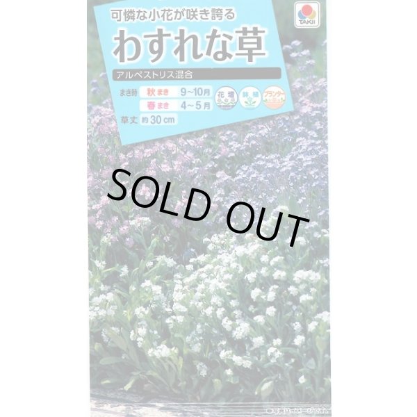 画像1: 送料無料　花の種　わすれな草　アルペストリス混合　タキイ種苗(株)NL150 (1)