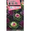 画像1: 花の種　葉牡丹　ファインミックス　タキイ種苗（株） (1)