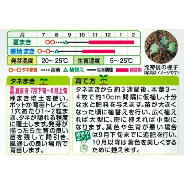 画像2: 送料無料　花の種　葉牡丹　かもめ混合　タキイ種苗(株)NL200 (2)