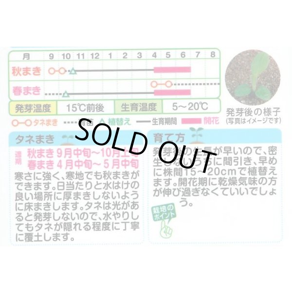 画像2: 送料無料　花の種　わすれな草　アルペストリス混合　タキイ種苗(株)NL150 (2)