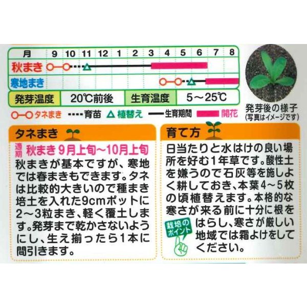 画像2: 送料無料　花の種　お徳用パック！　切花向　金盞花　スター混合　タキイ種苗(株)NL500 (2)