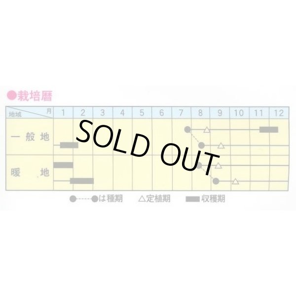 画像2: 送料無料　[ブロッコリー]　彩麟　小袋　トキタ種苗(株) (2)