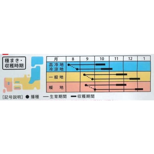 画像3: 送料無料　[大根]　新貴聖　8ml(およそ328粒)　（株）大和農園 (3)