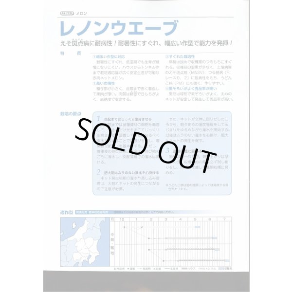 画像3: 送料無料　[メロン]　レノンウェーブ　100粒　タキイ種苗(株) (3)