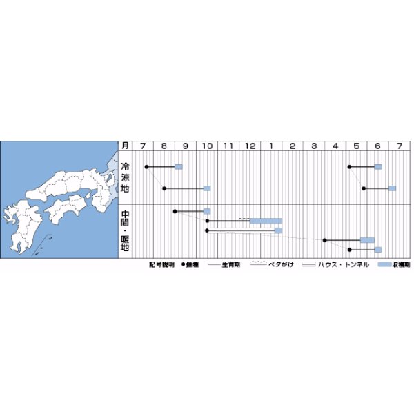 画像3: [大根]　紅三太　7ml　タキイ種苗（株）　DF (3)