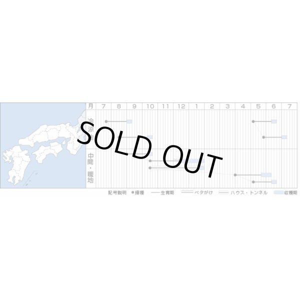 画像3: 送料無料 [大根] 紅三太 2dl タキイ種苗(株) (3)