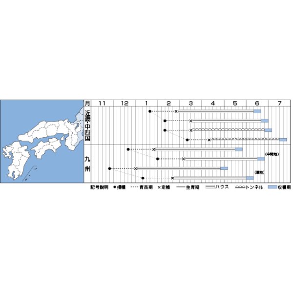 画像4: [メロン]　レノンウェーブ　100粒　タキイ種苗（株） (4)