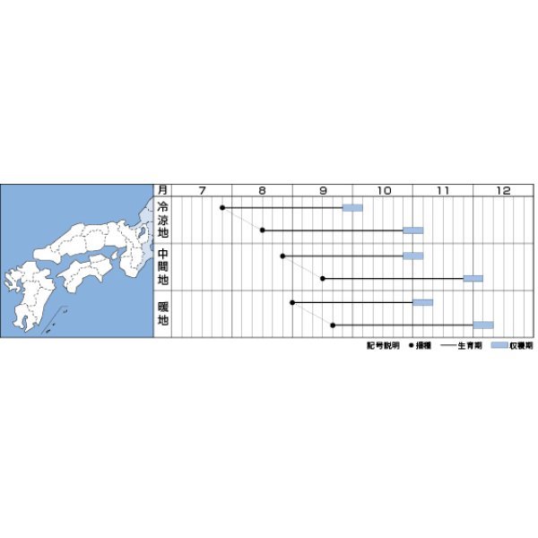 画像4: [大根]　大根種　輝八洲　2ｄｌ　タキイ種苗（株） (4)