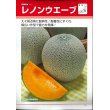 画像2: [メロン]　レノンウェーブ　100粒　タキイ種苗（株） (2)