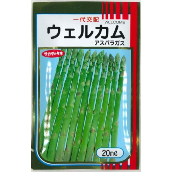 画像1: 送料無料 [アスパラガス] ウェルカム 20ml (株)サカタのタネ (1)
