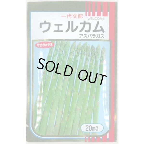 画像1: 送料無料　[アスパラガス]　ウェルカム　20ml　(株)サカタのタネ (1)