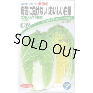 画像: [白菜]　ご黄げん70　小袋　（株）タカヤマシード