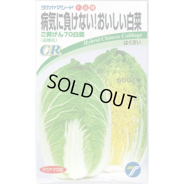 画像1: [白菜]　ご黄げん70　小袋　（株）タカヤマシード (1)