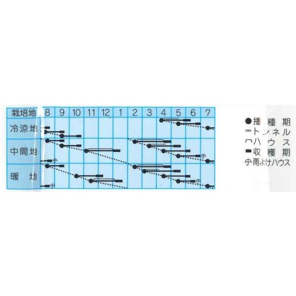 画像2: 送料無料　[小松菜]　かおる小松菜　小袋　(株)タカヤマシード (2)