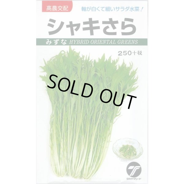 画像1: 送料無料　水菜　シャキさら　5ml　(株)タカヤマシード (1)
