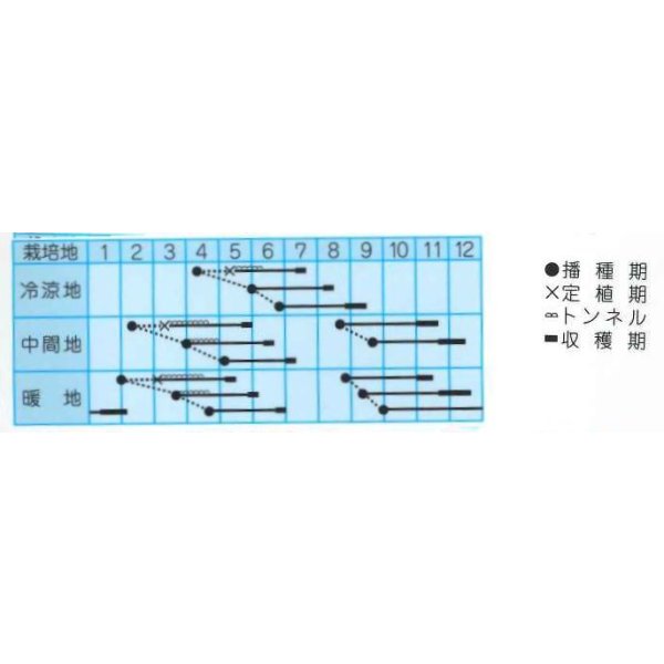 画像2: 送料無料　[白菜]　ご黄げん70　小袋　(株)タカヤマシード (2)