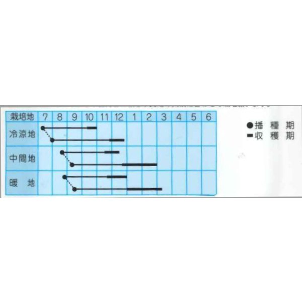 画像2: [白菜] ご黄げん90 小袋（約260粒） (株)タカヤマシード (2)
