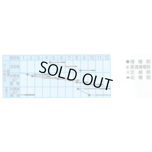 画像2: 送料無料　水菜　シャキさら　5ml　(株)タカヤマシード (2)