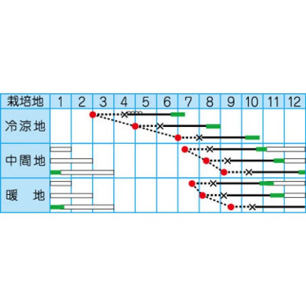 画像2: [ブロッコリー] ネオグリーン 小袋 (株)タカヤマシード (2)