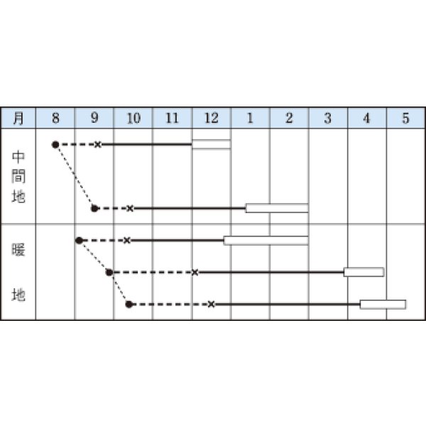 画像2: 送料無料　三池大葉縮緬高菜　3.5ml　タキイ種苗　MF (2)