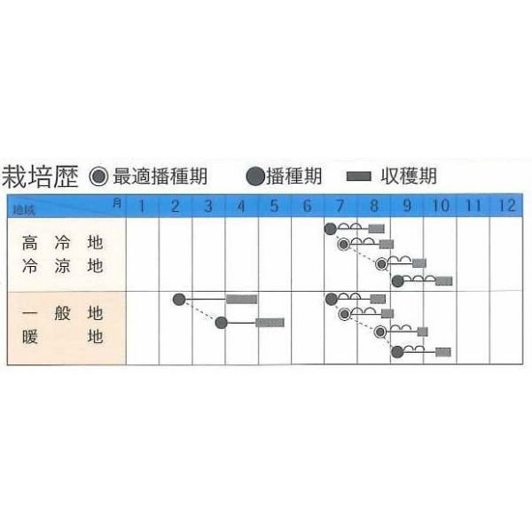 画像2: [キャベツ]　彩風　1.2ml （約150粒） タキイ種苗（株）　DF (2)