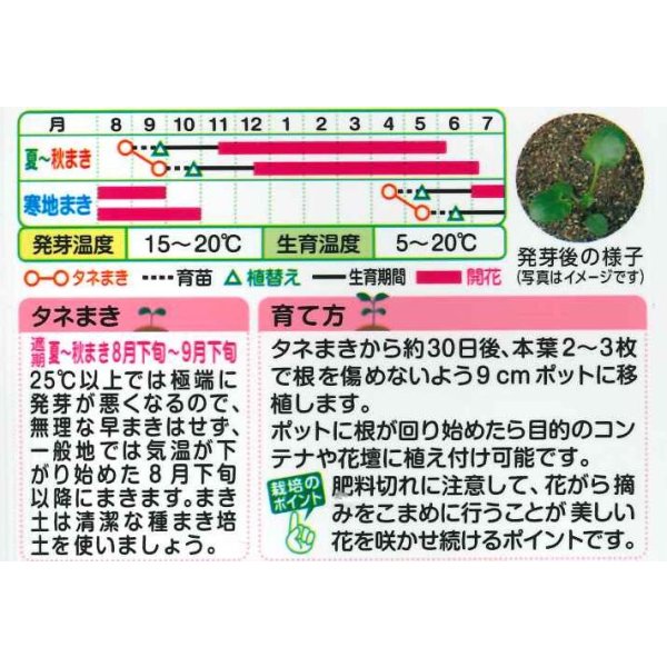画像2: 送料無料　花の種　ビオラ　Ｆ1ビビ　トリカラー　タキイ種苗(株)NL300 (2)