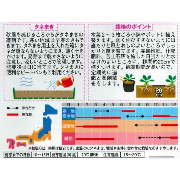 画像2: 送料無料　花の種　ビオラ　ピエナ　ラベンダーマジック　20粒　(株)サカタのタネ　実咲250（026271） (2)