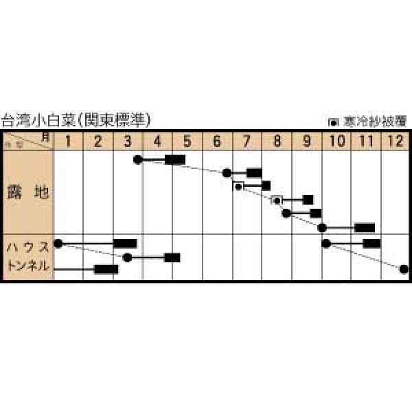 画像2: [葉物]　白菜　台湾小白菜　小袋　トキタ種苗（株）(トキタ種苗（株）） (2)