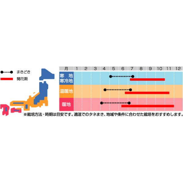 画像3: 花の種　コスモス　ダブルクリック　約36粒　サカタのタネ（株）実咲350 (3)