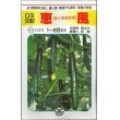 画像1: [キュウリ]　送料無料！　恵風　350粒　OS交配 (1)