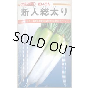 画像: 送料無料　大根　新人総太り　20ml　カネコ交配