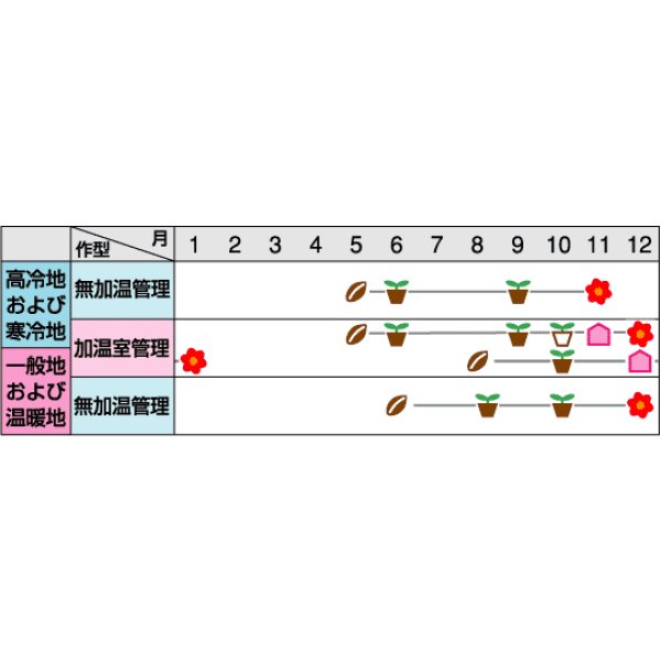 画像2: 送料無料　花の種　プリムラ　マラコイデス　約215粒　うぐいす混合　実咲350（026157） (2)