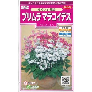 画像: 送料無料　花の種　プリムラ　マラコイデス　約215粒　うぐいす混合　実咲350（026157）