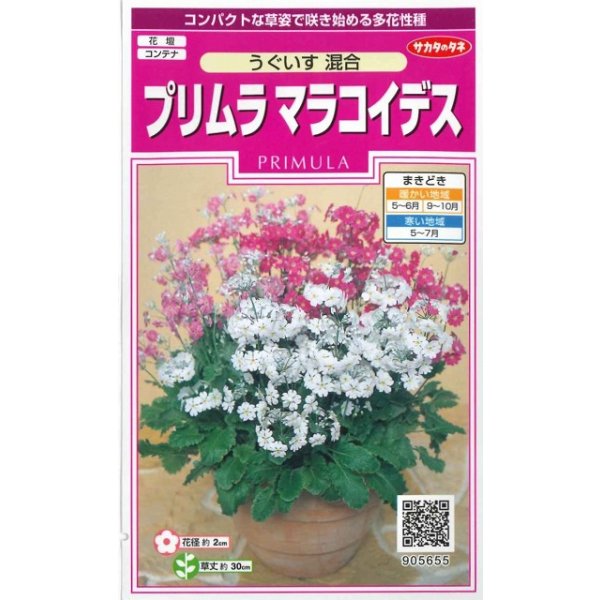 画像1: 送料無料　花の種　プリムラ　マラコイデス　約215粒　うぐいす混合　実咲350（026157） (1)